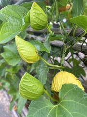 Momordica cochinchinensis