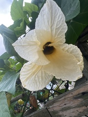 Momordica cochinchinensis