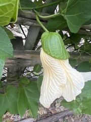 Momordica cochinchinensis