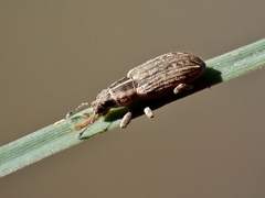 Sitona discoideus