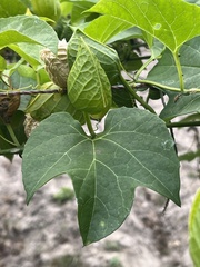 Momordica cochinchinensis