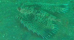 Dactyloptena orientalis