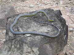 Dendrelaphis punctulatus