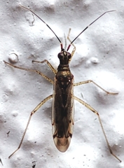 Heteroptera
