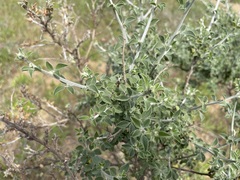 Psoralea hirta