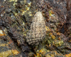 Cerithioidea