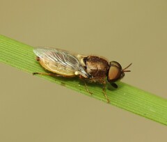 Odontomyia