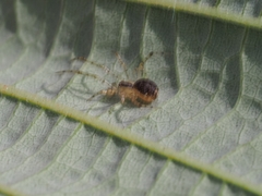 Theridion varians