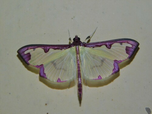 Purple-edged Pearl photo 4