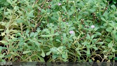 Cyanthillium maritimum