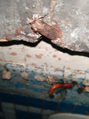 Spodoptera littoralis