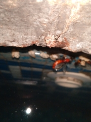 Spodoptera littoralis