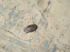 Hyalomma