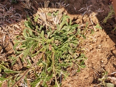 Nidorella podocephala