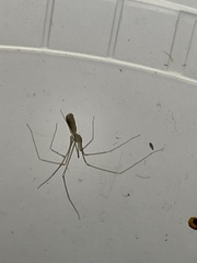 Pholcus opilionoides