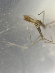 Pholcus opilionoides