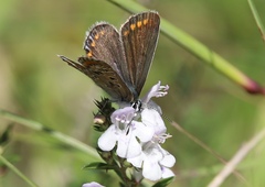 Polyommatus icarus
