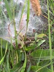 Asclepias viridis