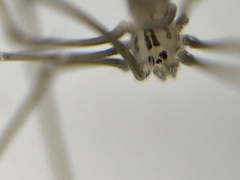 Pholcus opilionoides