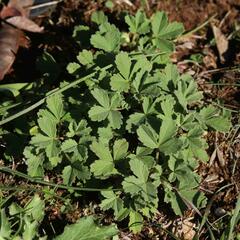 Potentilla