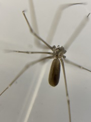 Pholcus opilionoides
