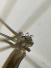 Pholcus opilionoides