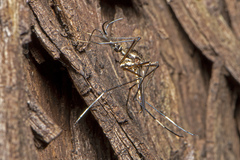 Toxorhynchites speciosus