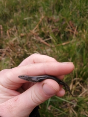 Lampropholis delicata