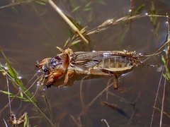 Gryllotalpa