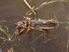 Gryllotalpa