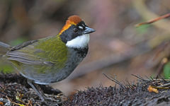 Arremon brunneinucha