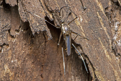 Toxorhynchites speciosus