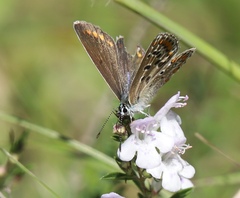 Polyommatus icarus