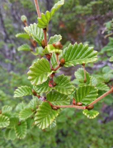 Nothofagus gunnii (Nothofagus gunnii)