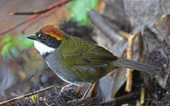 Arremon brunneinucha