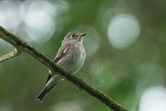 Muscicapa sibirica