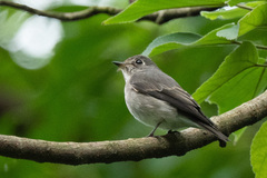 Muscicapa sibirica