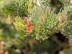 Adenanthos sericeus