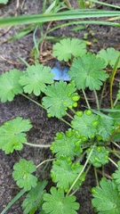 Geranium pusillum