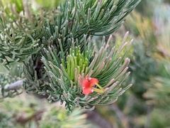 Adenanthos sericeus