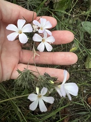Leptosiphon grandiflorus