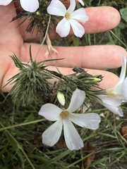 Leptosiphon grandiflorus