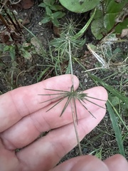 Leptosiphon grandiflorus
