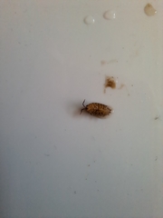 Porcellio spinicornis