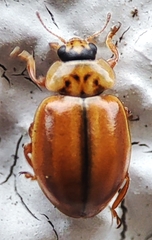 Aphidecta obliterata