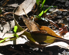 Junonia hedonia