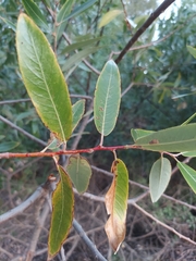 Salix laevigata