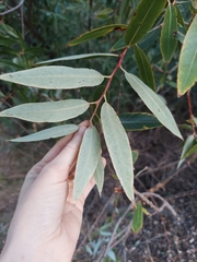 Salix laevigata
