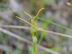 Pterostylis turfosa