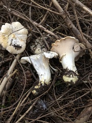 Cantharellus subalbidus